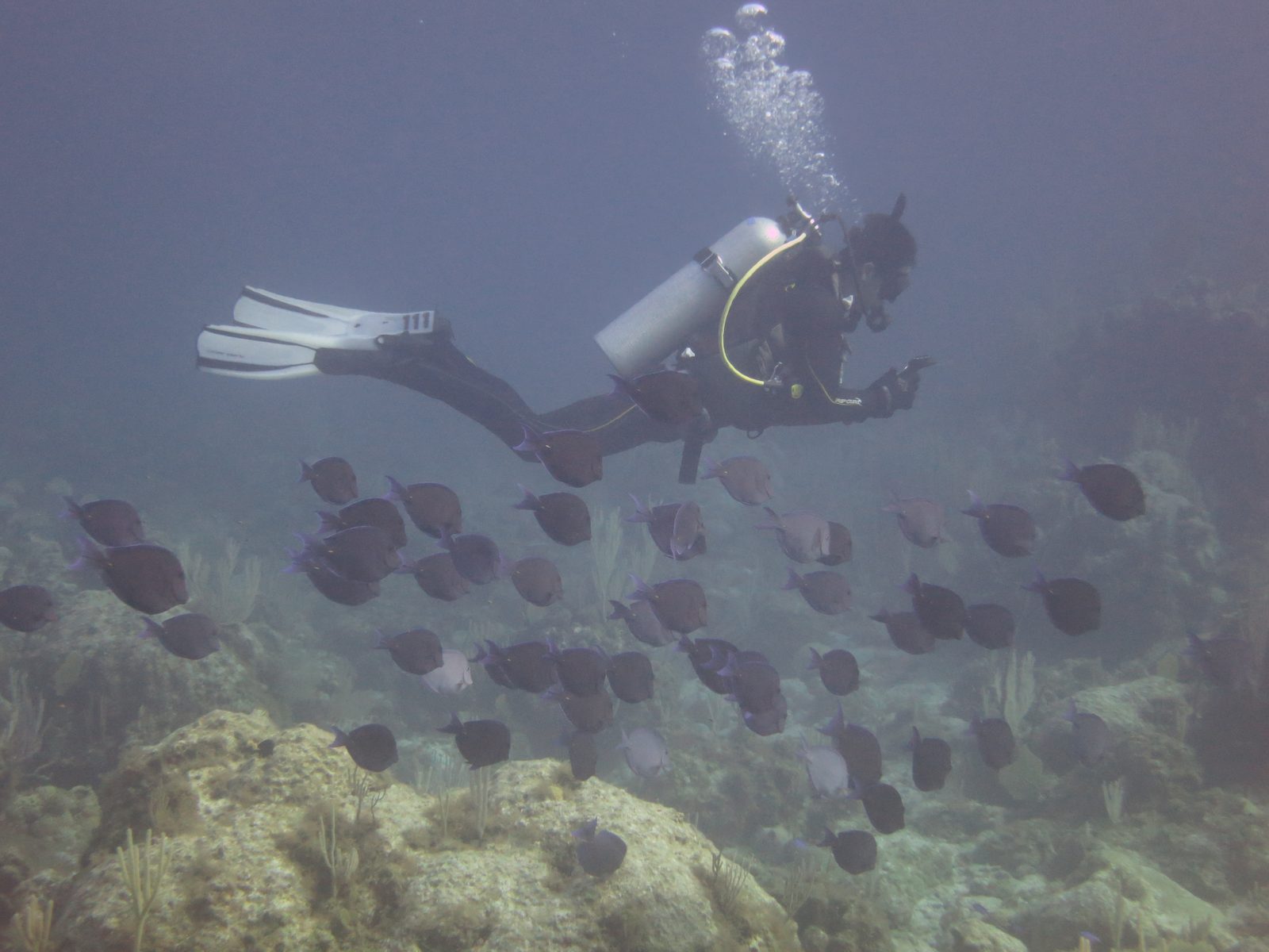 A diver hovering above a school of blue tang on a coral reef